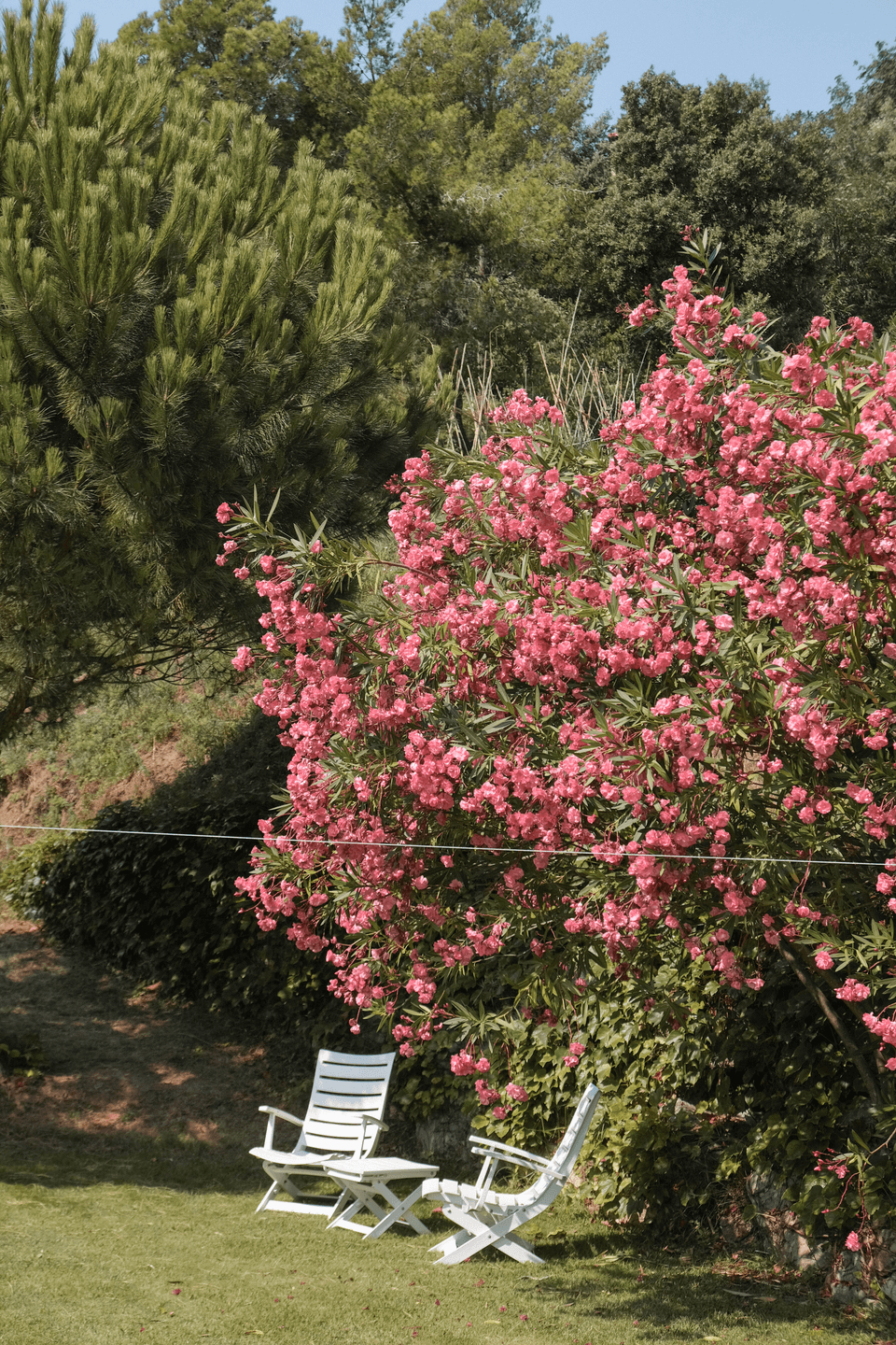 Jardí de Can Pruna amb flors roses i butaques blanques