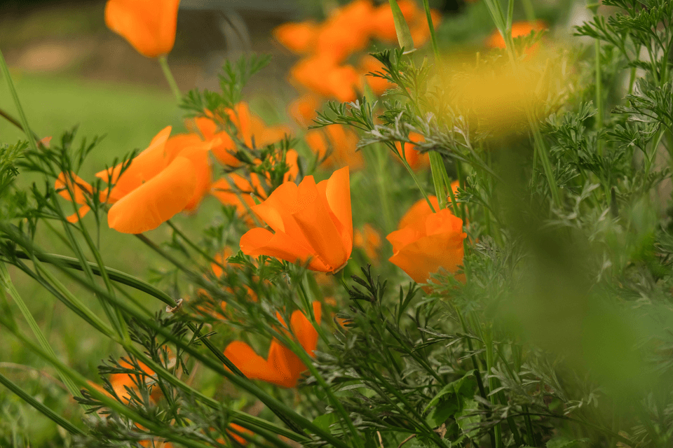 Flors taronges de Can Pruna